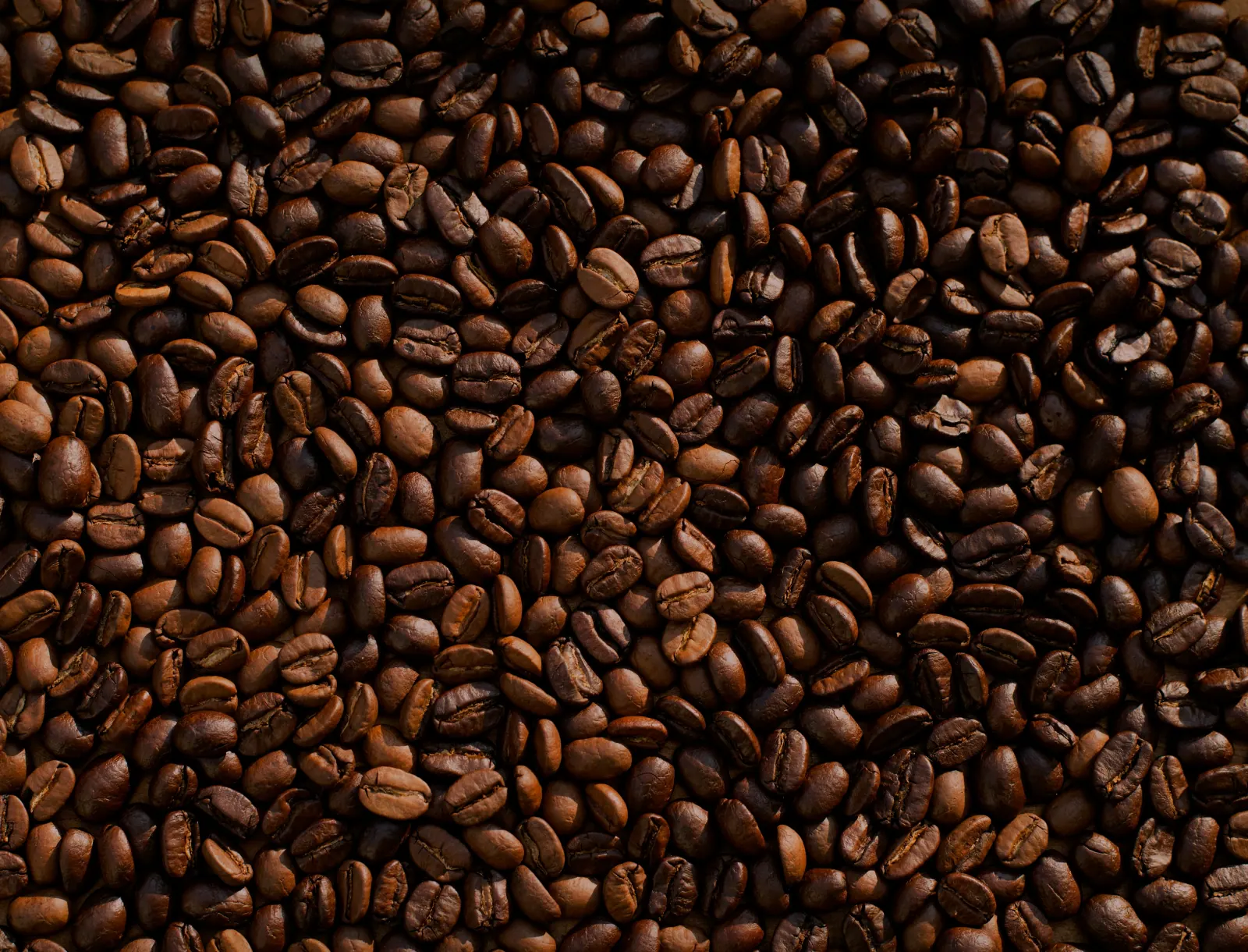 Grãos de café na lavoura